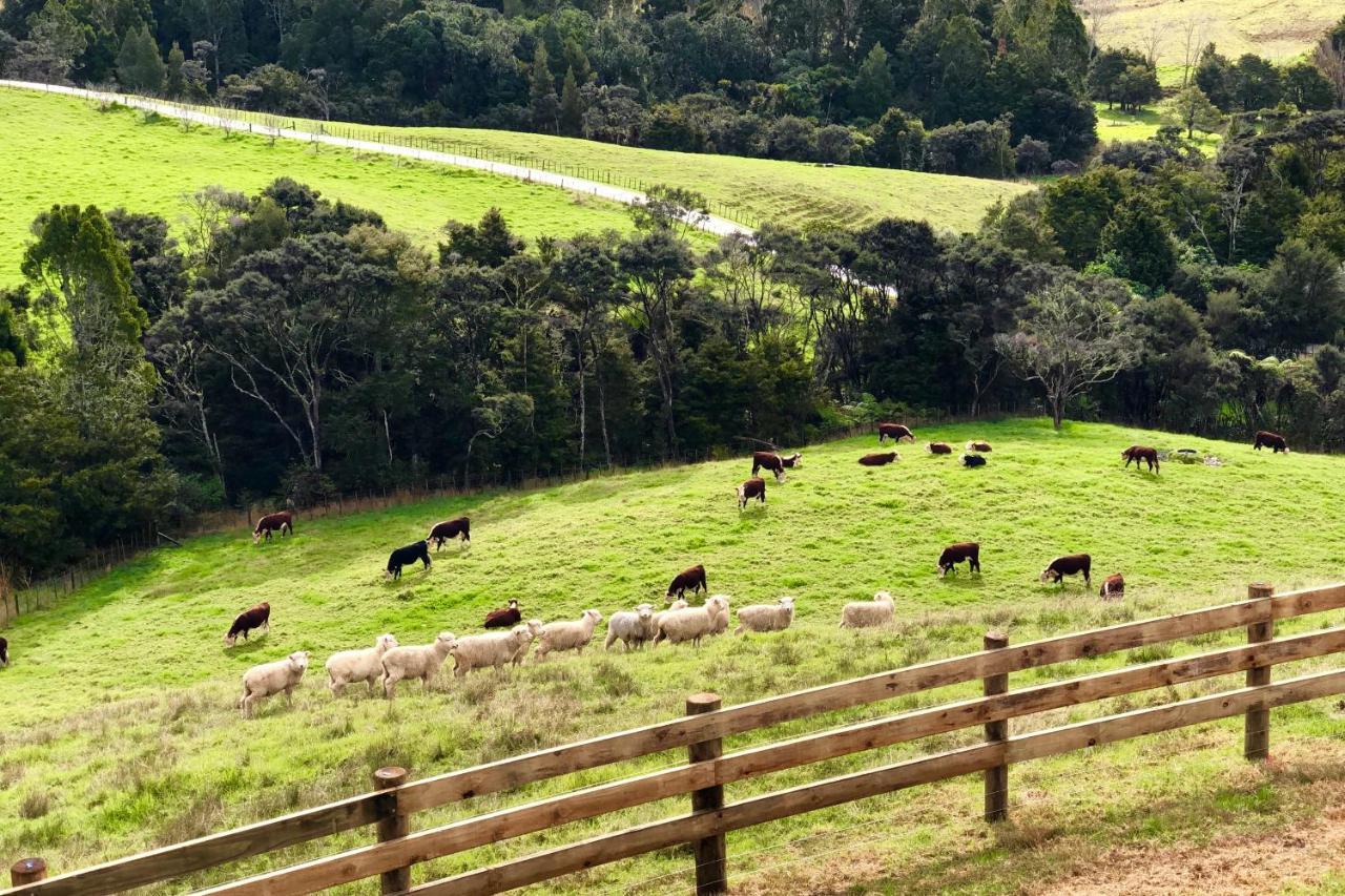 Kauri Glen Bnb Te Arai Kültér fotó