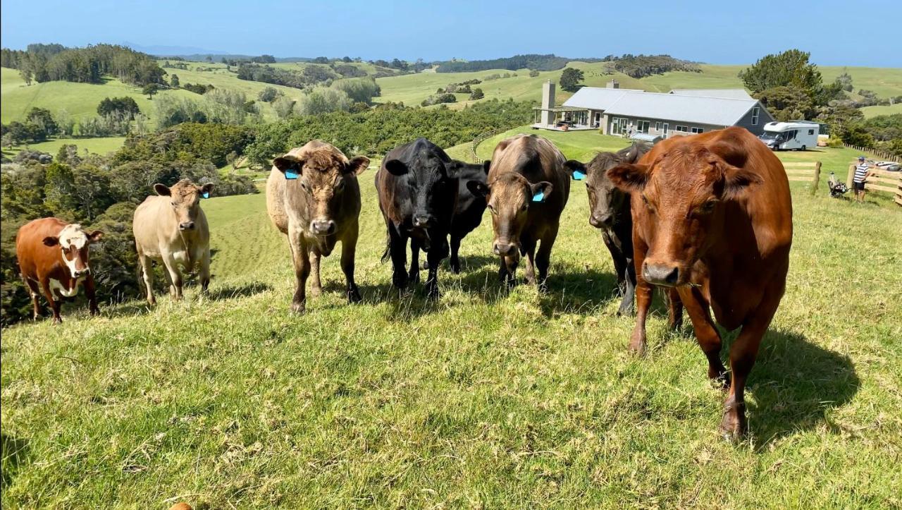 Kauri Glen Bnb Te Arai Kültér fotó